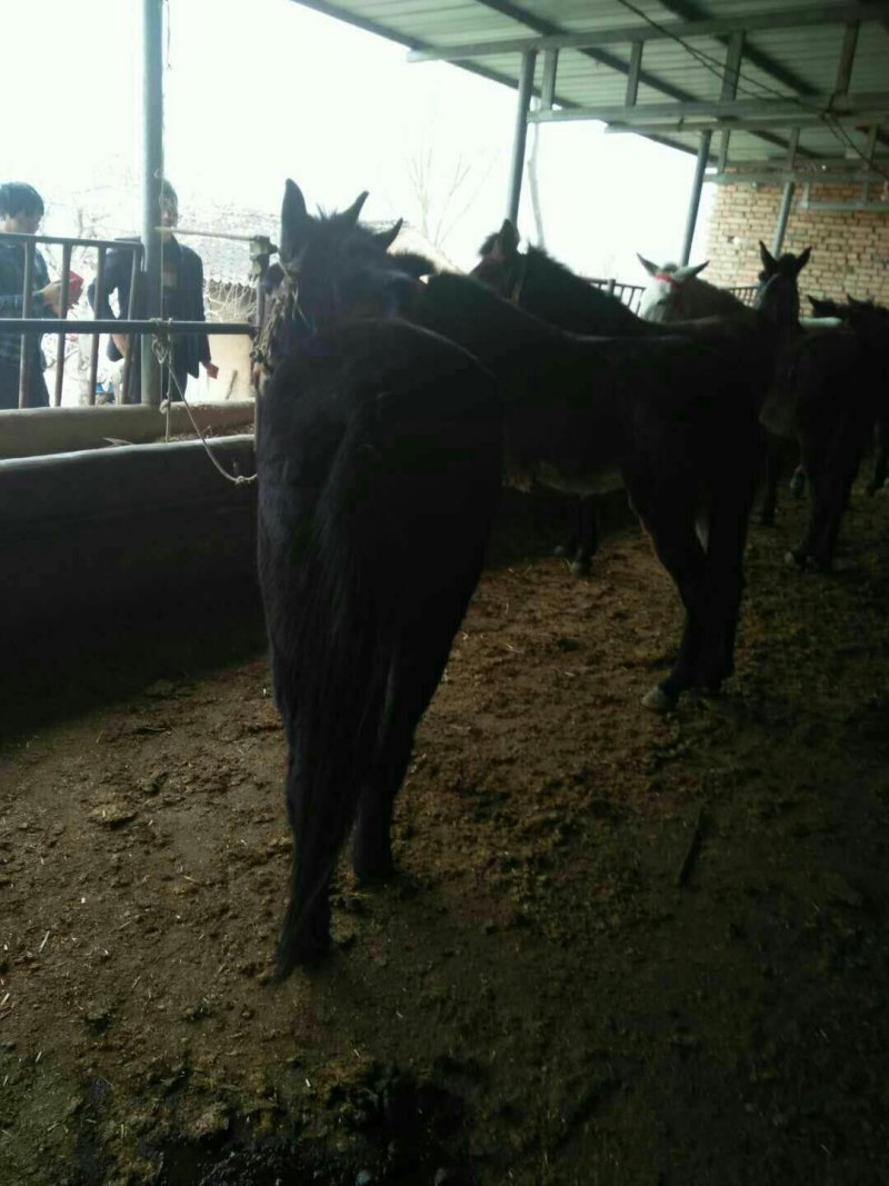骡子，驮骡，肉骡，小骡子都有需要的客商联系本人在线谈诚信