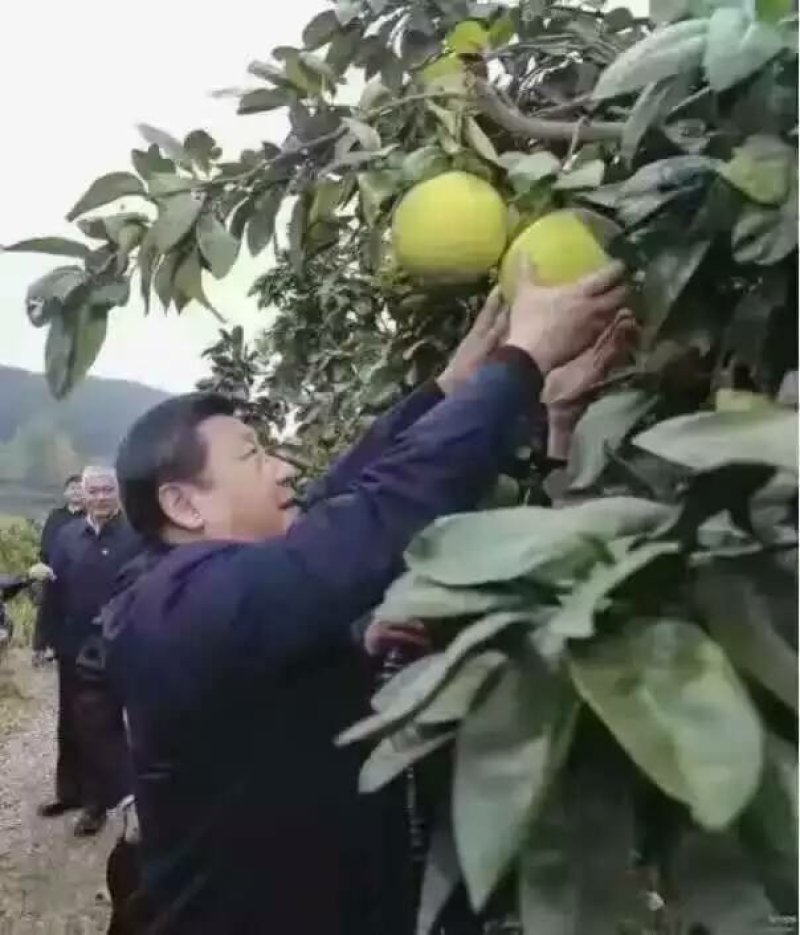 平和蜜柚