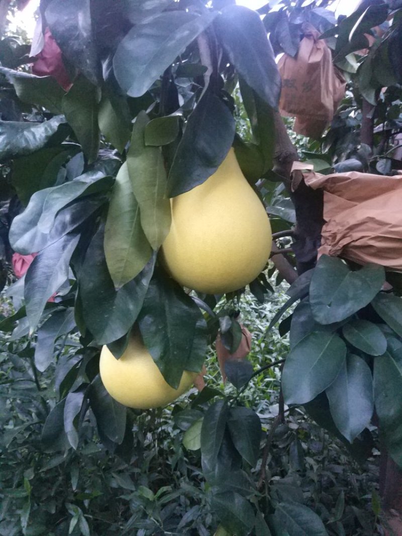 平和蜜柚