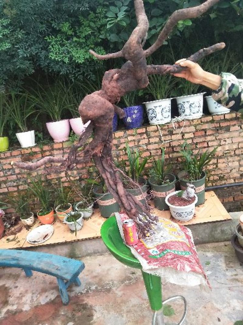 金弹子树桩！需要什么样的都可以哦