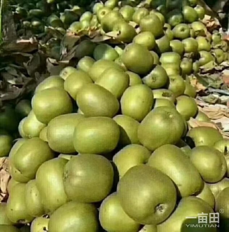 松柏镇猕猴桃