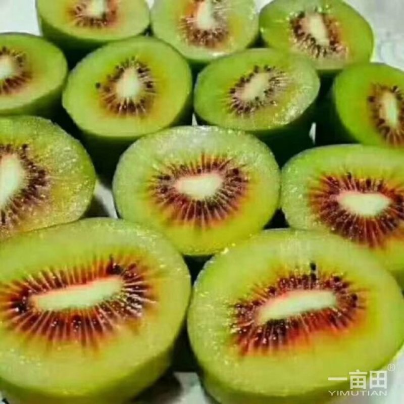 松柏镇猕猴桃