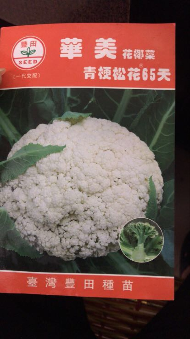青梗松菜花种子，代理国内外品种有机松花苗