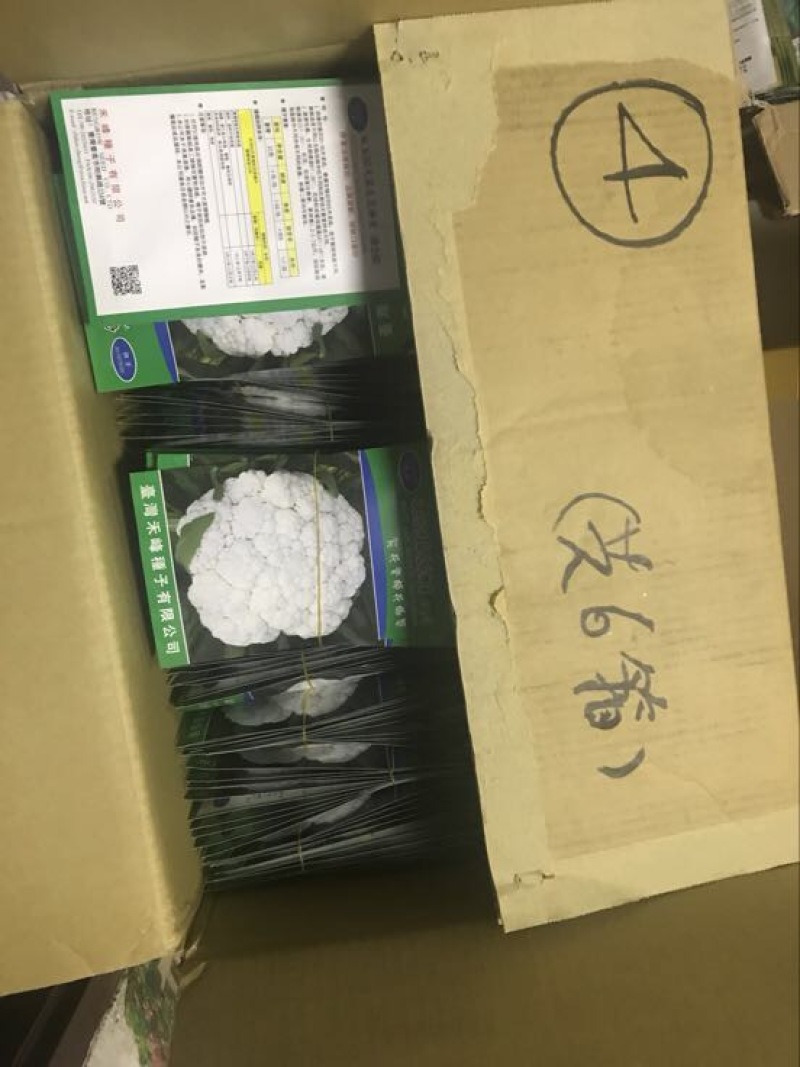 青梗松菜花种子，代理国内外品种有机松花苗