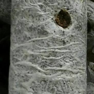 菌棒