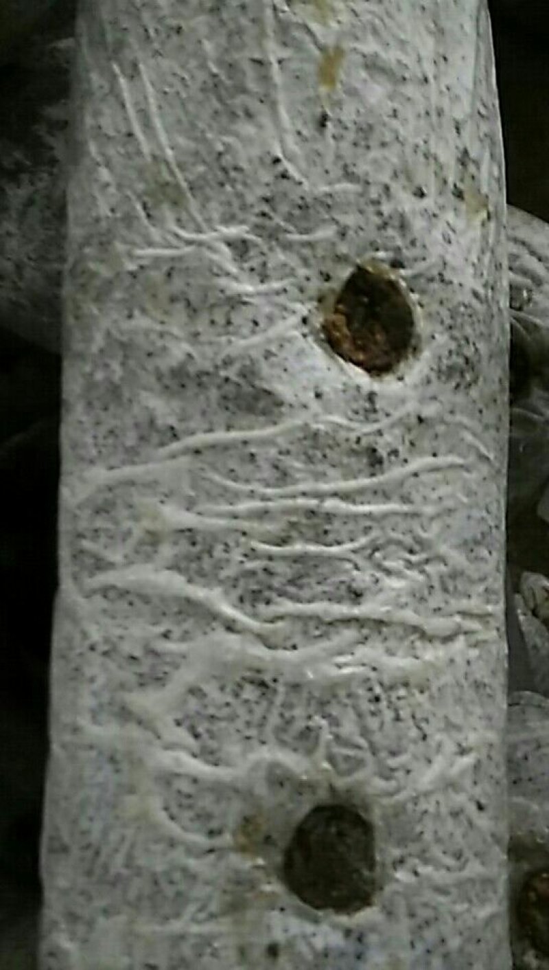 菌棒