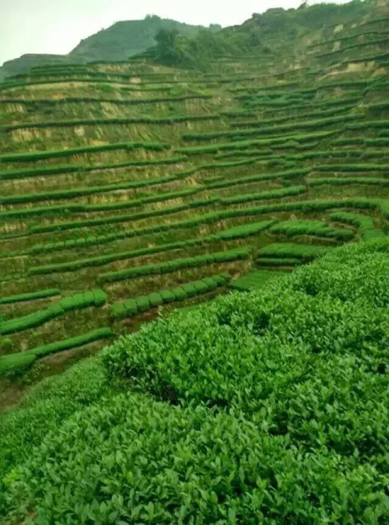 野生浓香铁观音王礼盒装，好茶数量不多哦