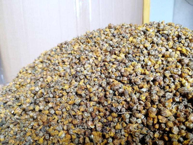 药用菊花小颗粒野菊花含量苦菊花