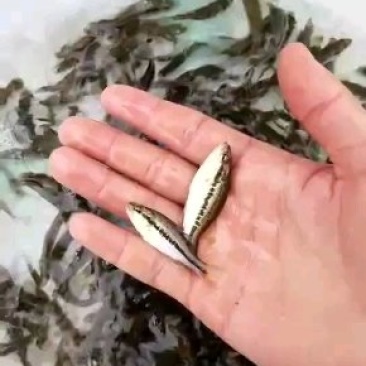 优鲈1号，淡水鱼，驯化过饲料饲养