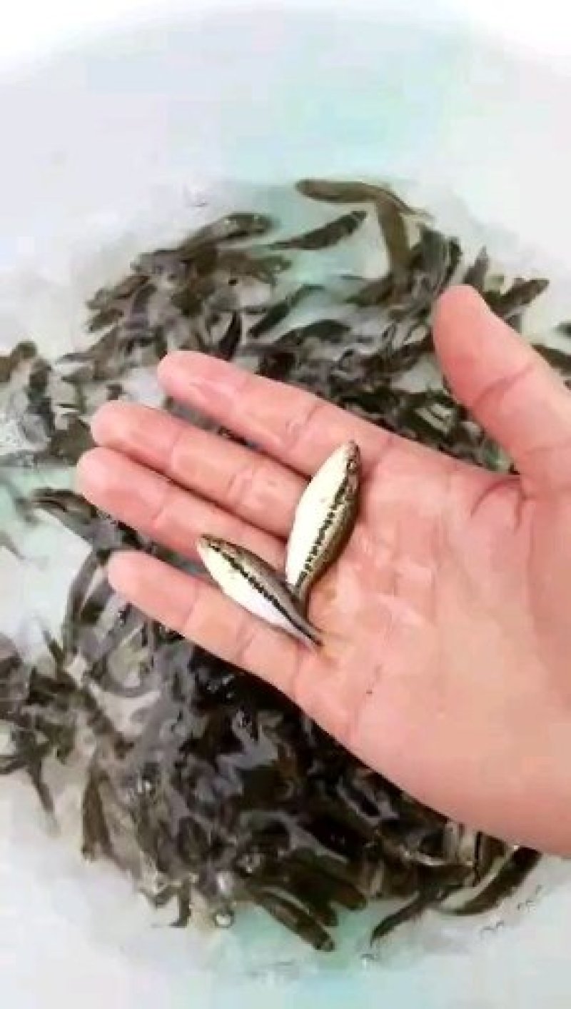优鲈1号，淡水鱼，驯化过饲料饲养