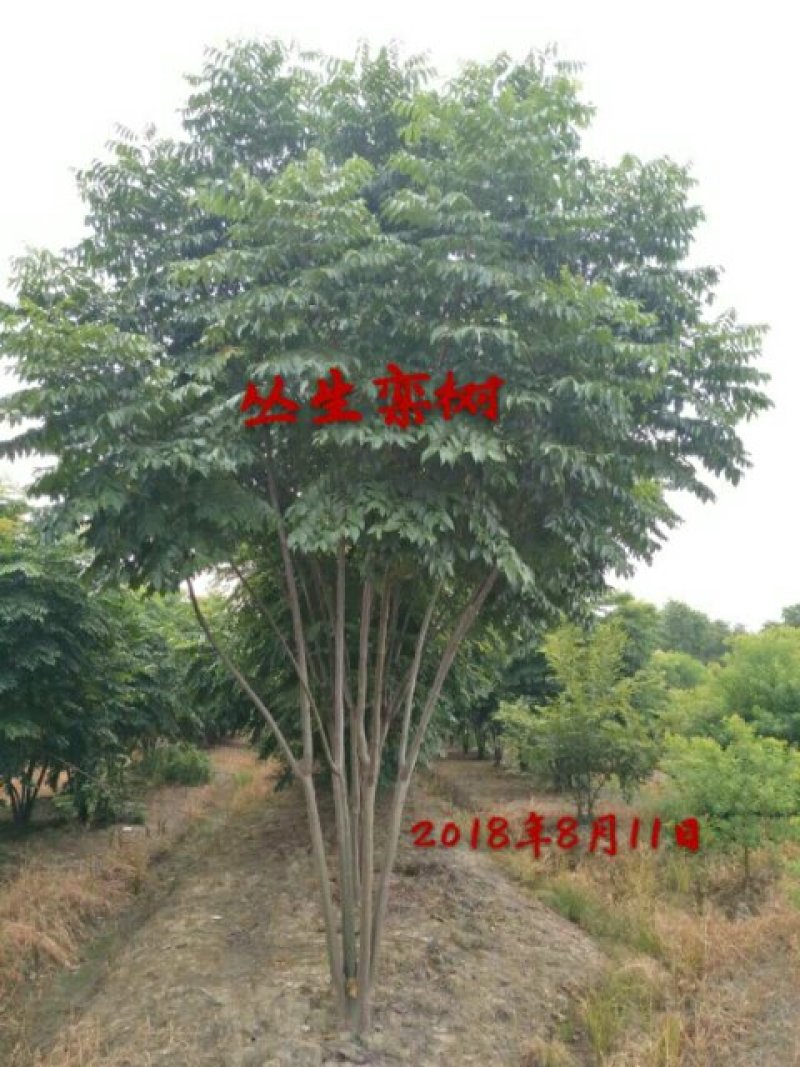栾树