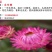 永生菊种子花卉种子发芽快经济价值高6斤/亩