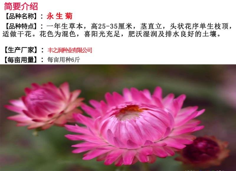 永生菊种子花卉种子发芽快经济价值高6斤/亩
