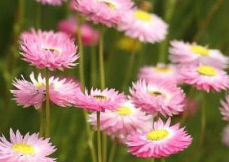 永生菊种子花卉种子发芽快经济价值高6斤/亩