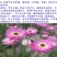 永生菊种子花卉种子发芽快经济价值高6斤/亩