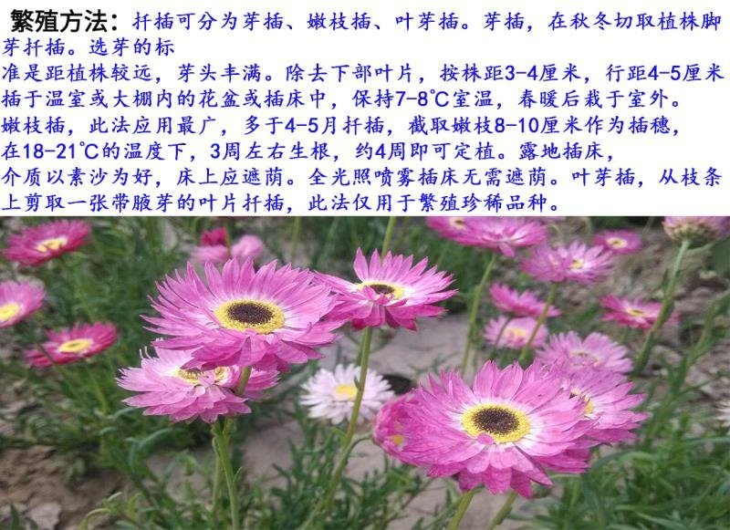 永生菊种子花卉种子发芽快经济价值高6斤/亩