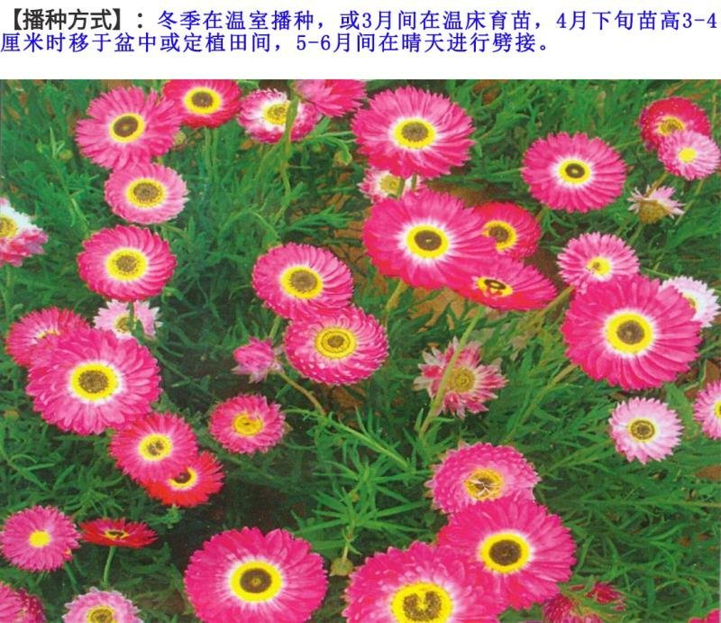 永生菊种子花卉种子发芽快经济价值高6斤/亩