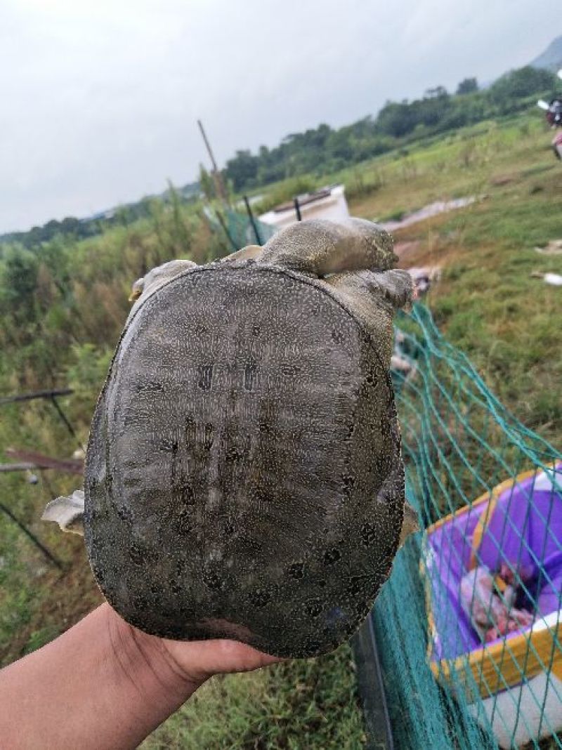野生甲鱼