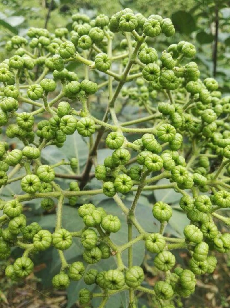 吴茱萸苗中花