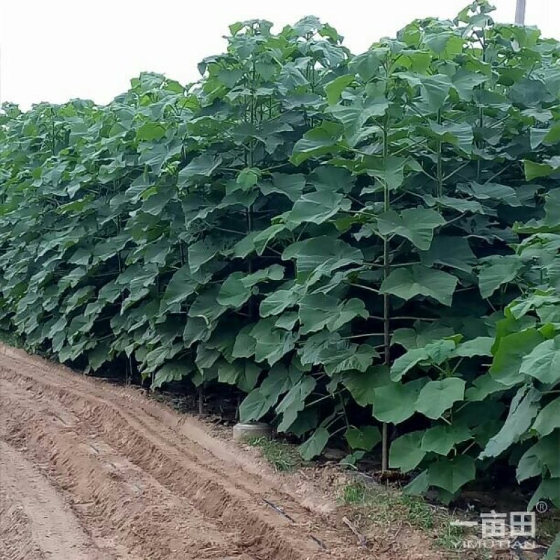 9501杂交泡桐
