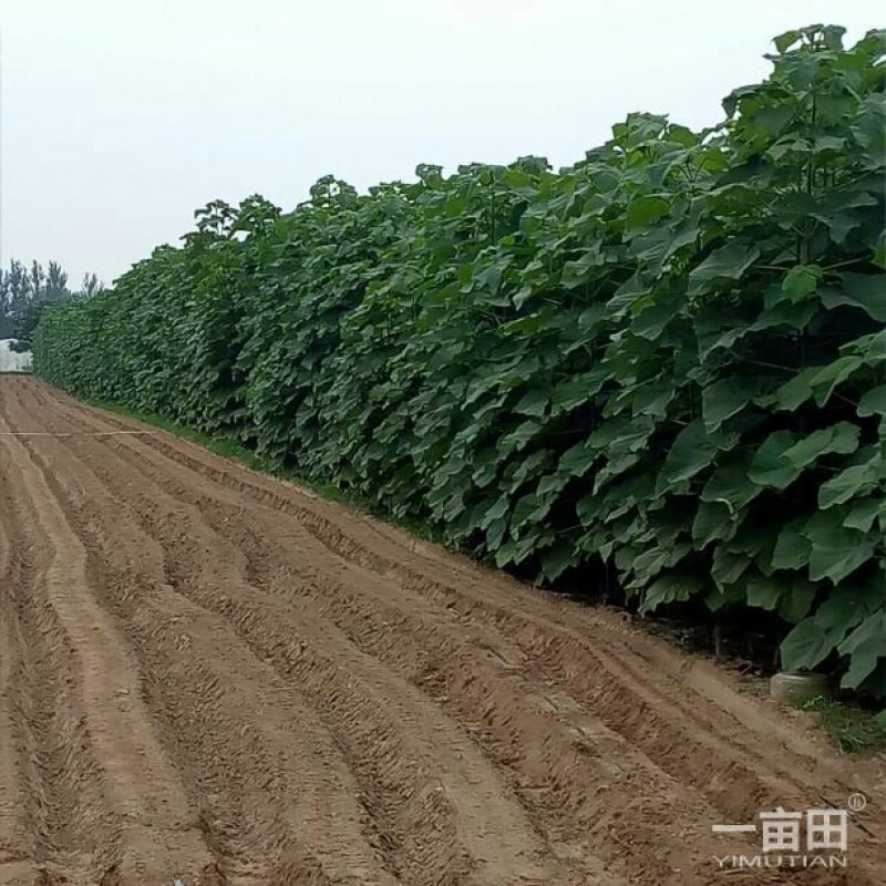 9501杂交泡桐