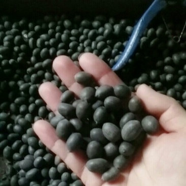 碗莲种子