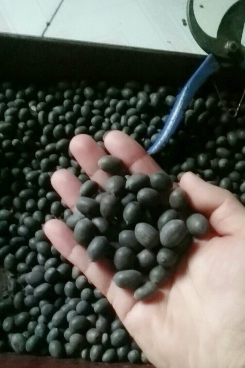 碗莲种子