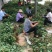 甜查理草莓苗，章姬(甜宝)红颜，妙香草莓苗，根细发达