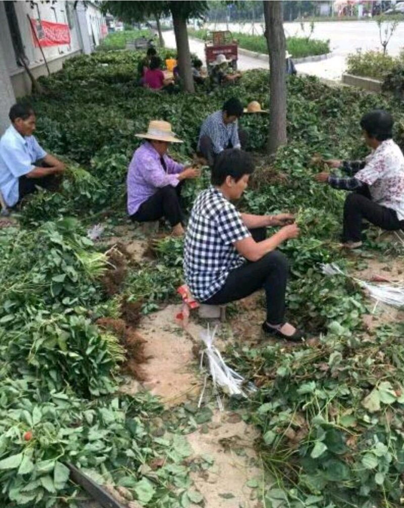 甜查理草莓苗，章姬(甜宝)红颜，妙香草莓苗，根细发达