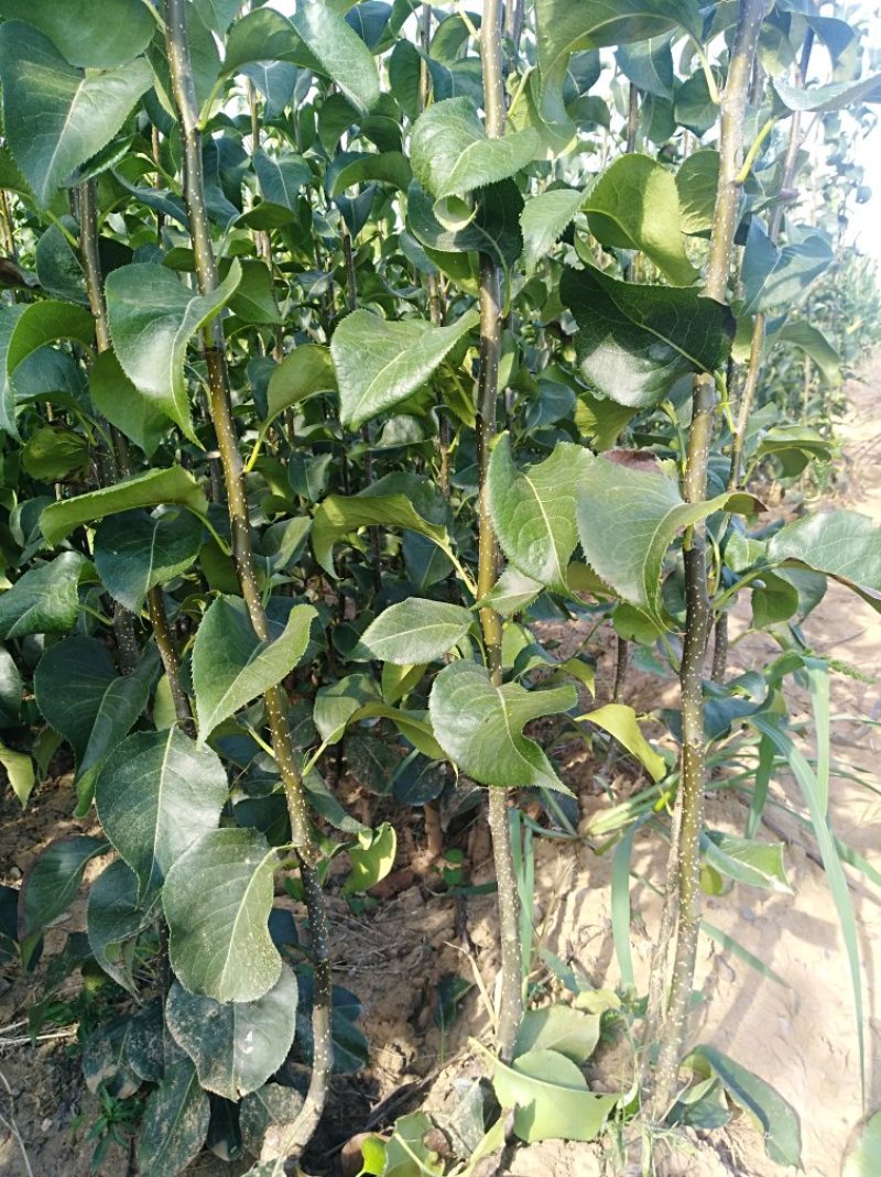 玉露香梨树苗，红香酥梨树苗，100~150cm