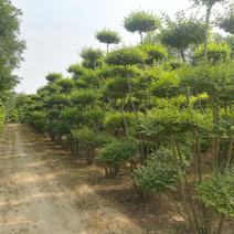 女贞造型树、景观树河南鄢陵最大生产地
