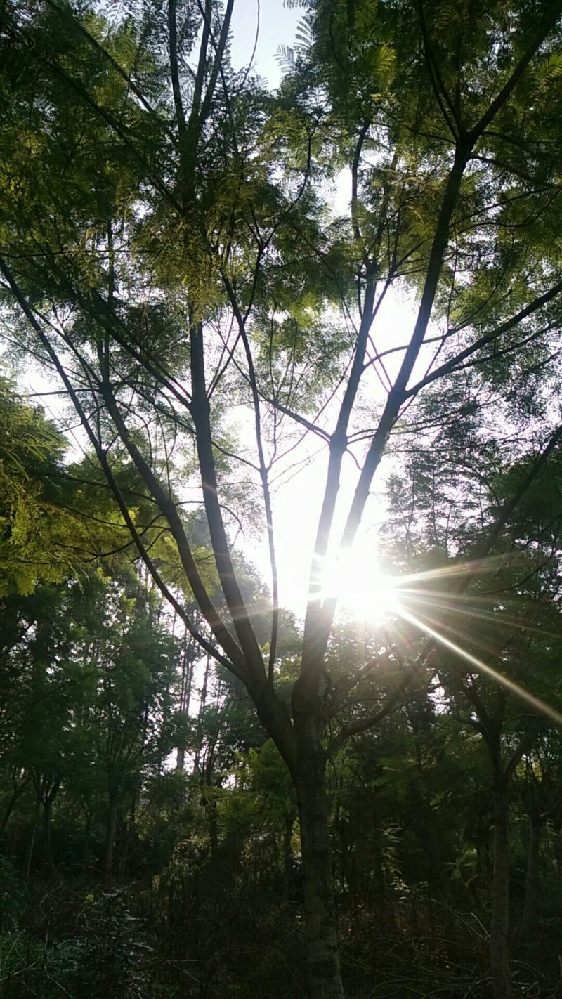 蓝花楹