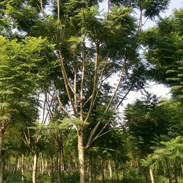 蓝花楹