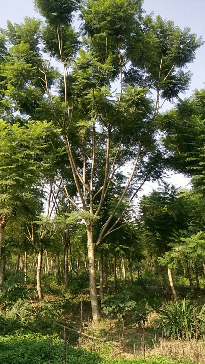 蓝花楹