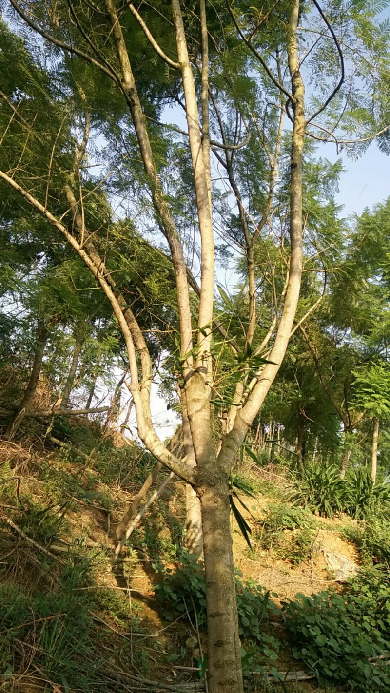 蓝花楹