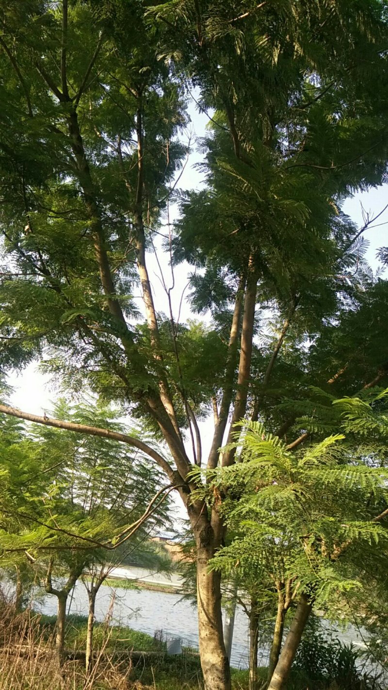 蓝花楹