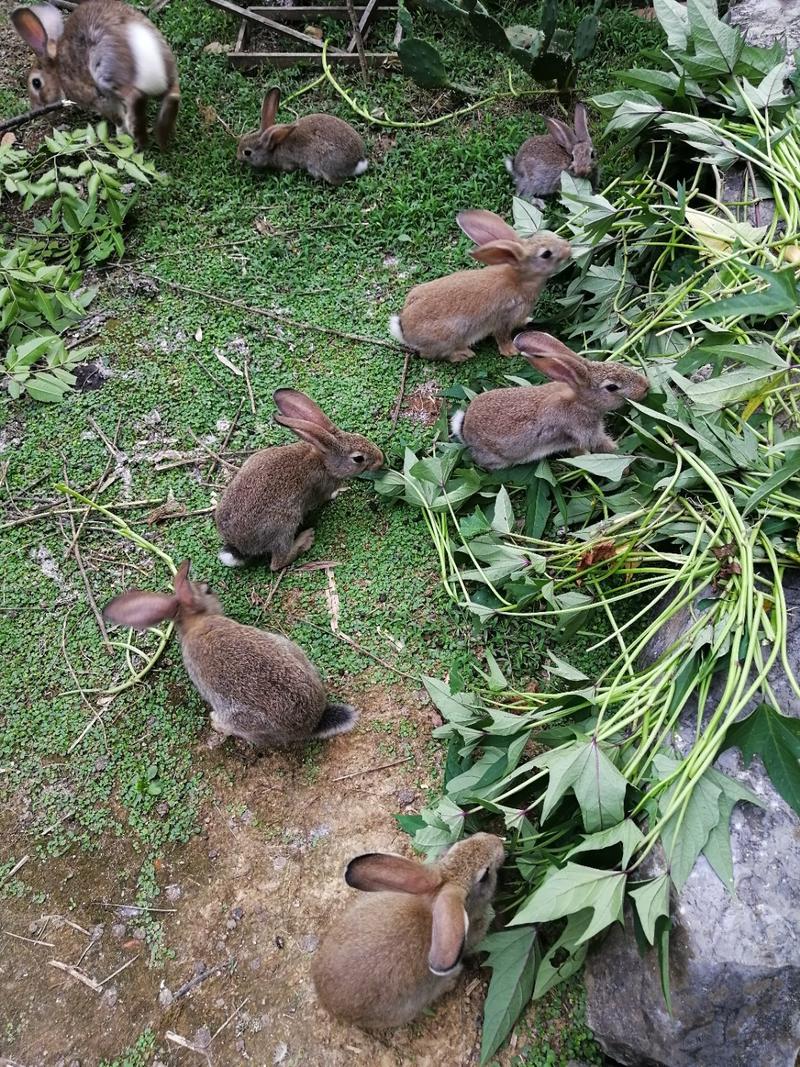 出售杂交野兔崽成年种兔肉兔