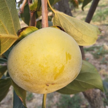 阳丰甜柿
