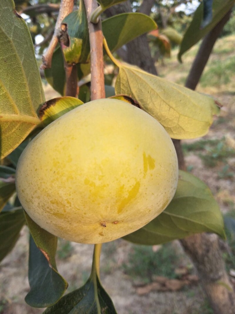 阳丰甜柿