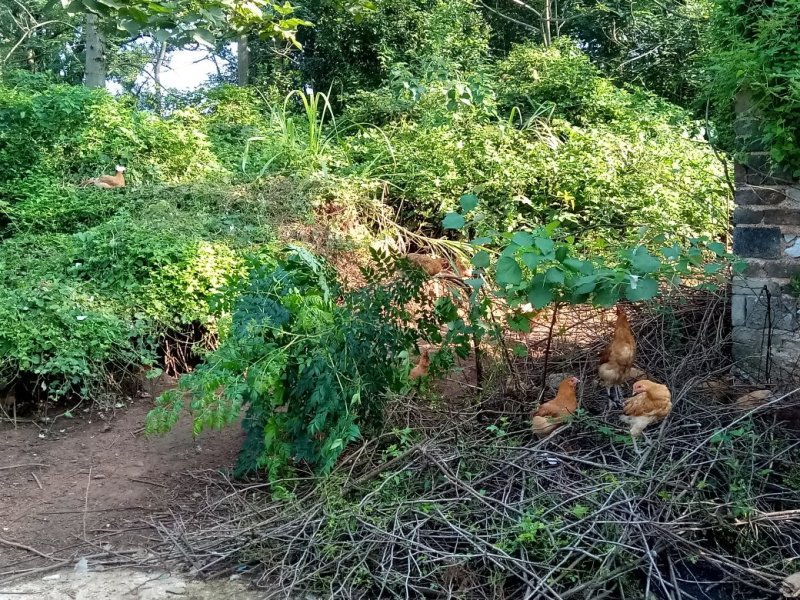 走地鸡