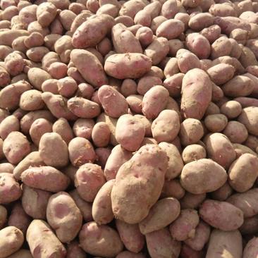 青薯9号土豆种子量大从优诚信合作欢迎采购