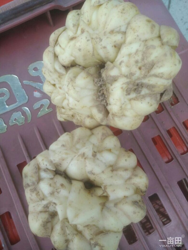 龙牙百合干品