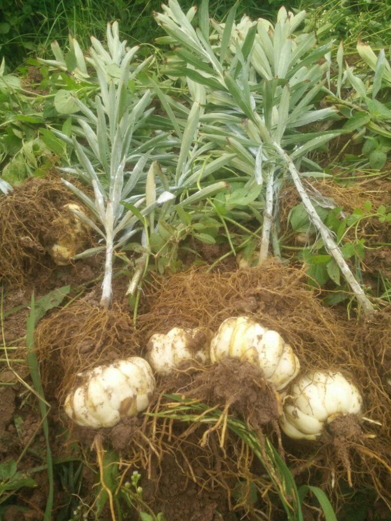 龙牙百合干品