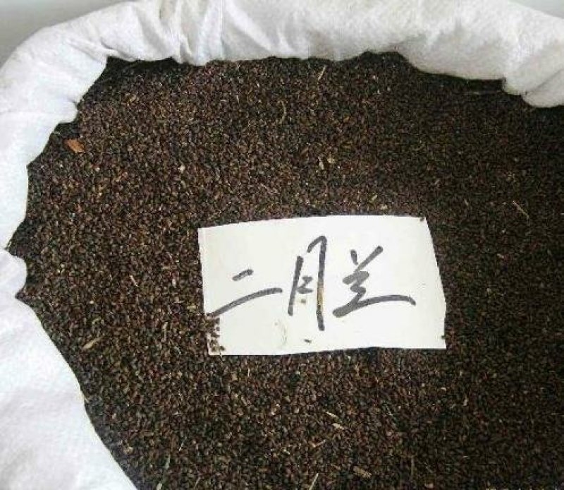 二月兰种子开花早芽率高6斤/亩