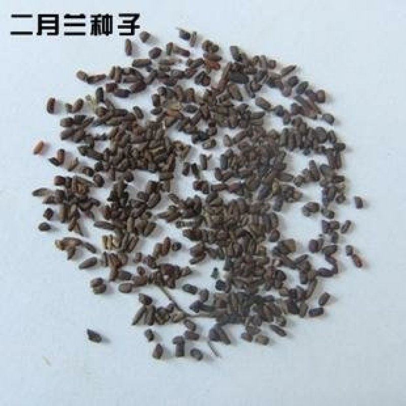 二月兰种子开花早芽率高6斤/亩