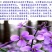 二月兰种子开花早芽率高6斤/亩