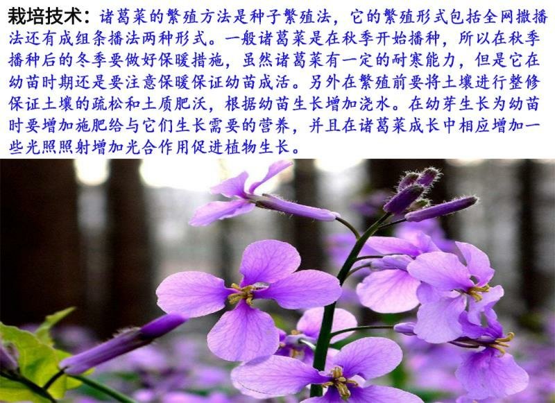 二月兰种子开花早芽率高6斤/亩