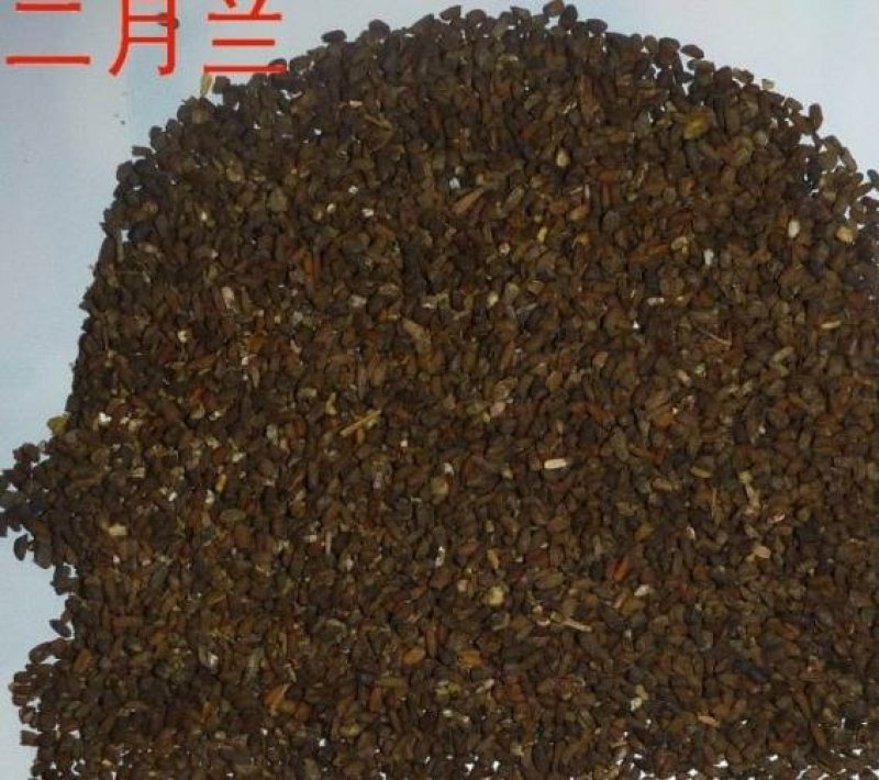 二月兰种子开花早芽率高6斤/亩
