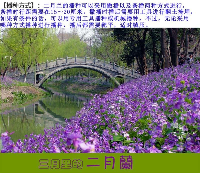 二月兰种子开花早芽率高6斤/亩