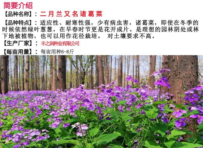 二月兰种子开花早芽率高6斤/亩